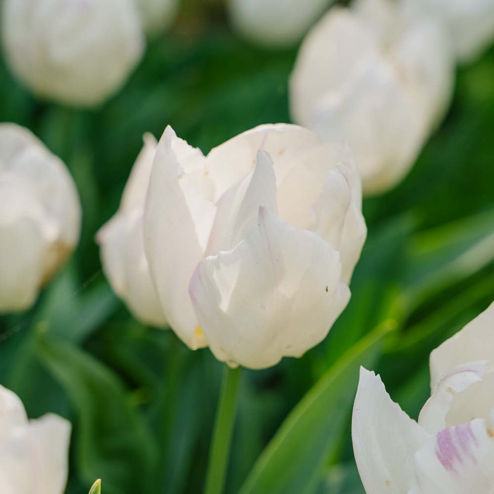 Tulp 'White Prince'
