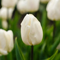 Tulp 'White Prince'