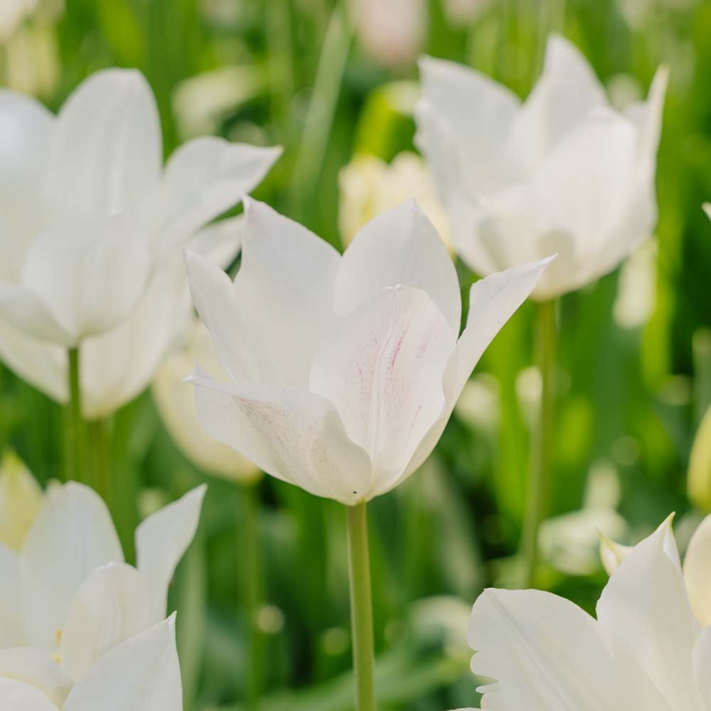 Tulp 'White Triumphator'