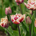 Tulp 'Wyndham'