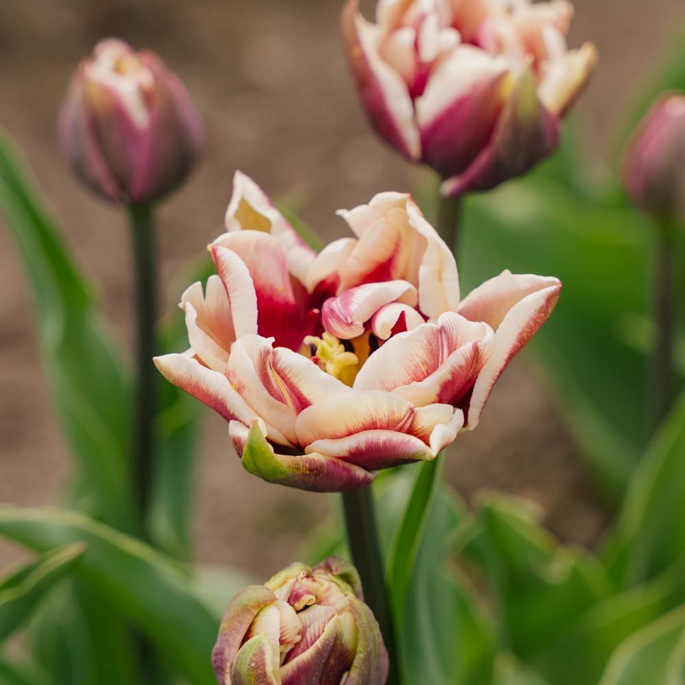 Tulp 'Wyndham'