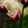 Tulp 'Wyndham'