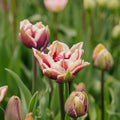 Tulp 'Wyndham'