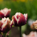 Tulp 'Wyndham'