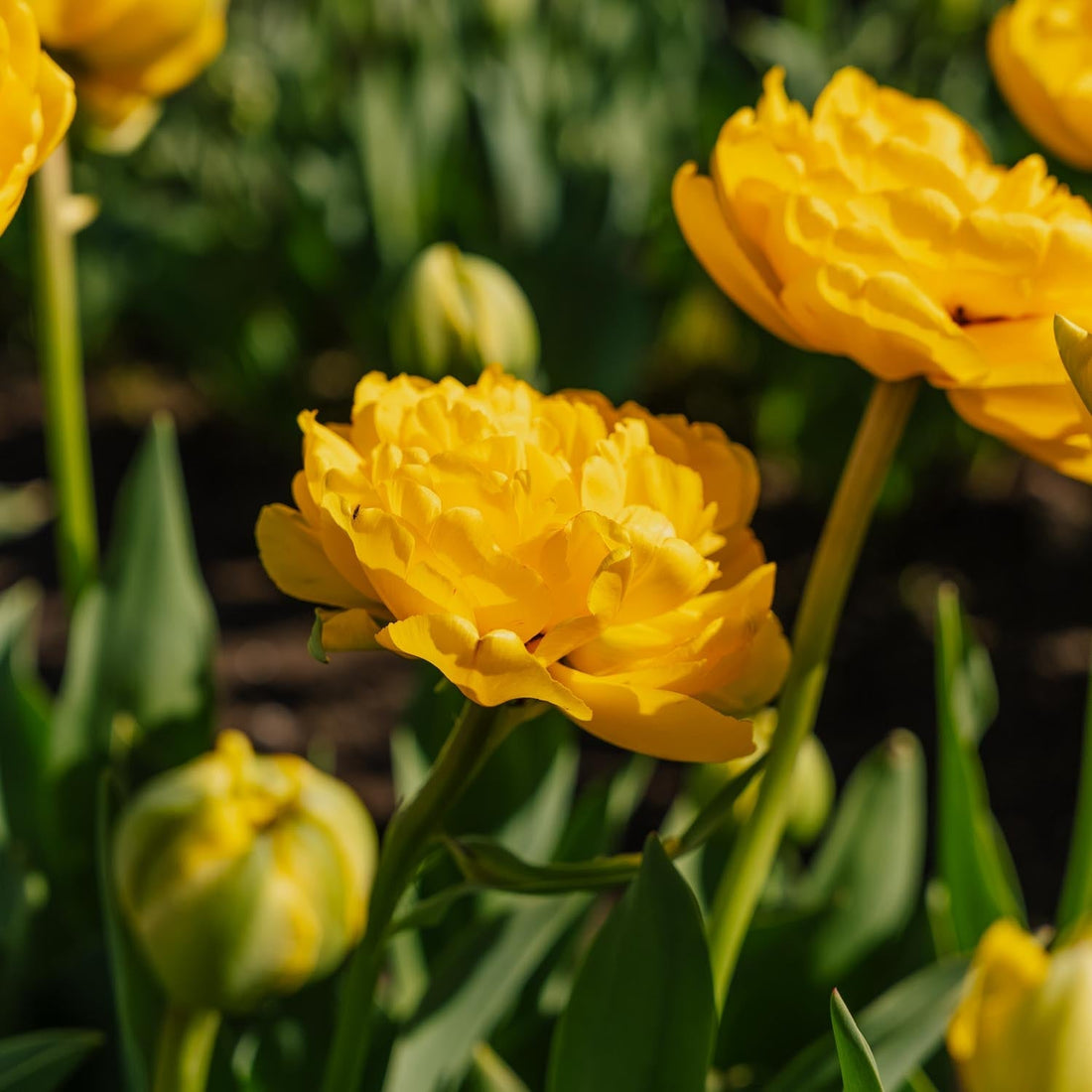 Tulp 'Yellow Pomponette'