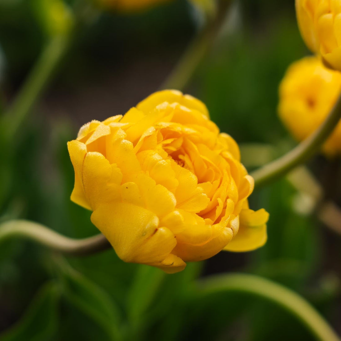 Tulp 'Yellow Pomponette'