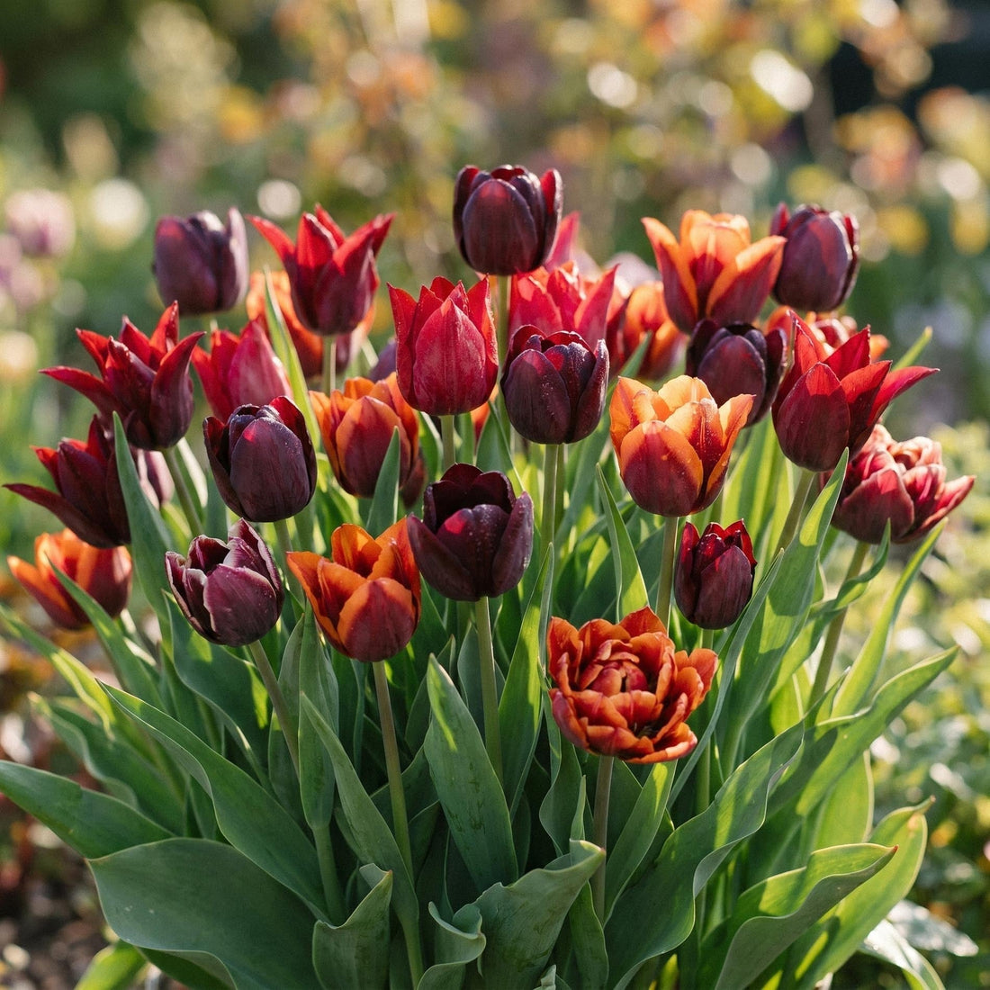 Tulpenmix 'After Dusk Bouquet Mix'
