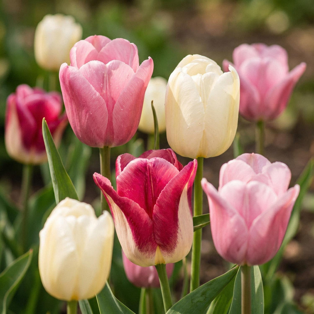 Tulpenmix 'Apple Blossom Mixed'
