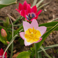 Tulpenmix 'Botanical Mixed'