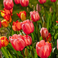 Tulpenmix 'Darwin Hybrid Mixed'