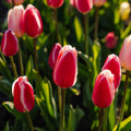 Tulpenmix 'Delight Mixed'
