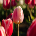 Tulpenmix 'Delight Mixed'