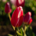 Tulpenmix 'Delight Mixed'