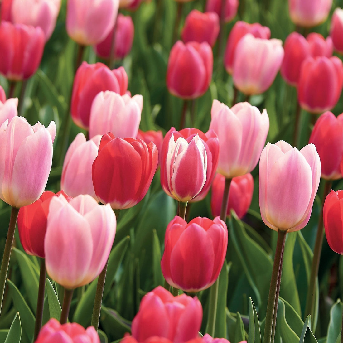 Tulpenmix 'Delight Mixed'