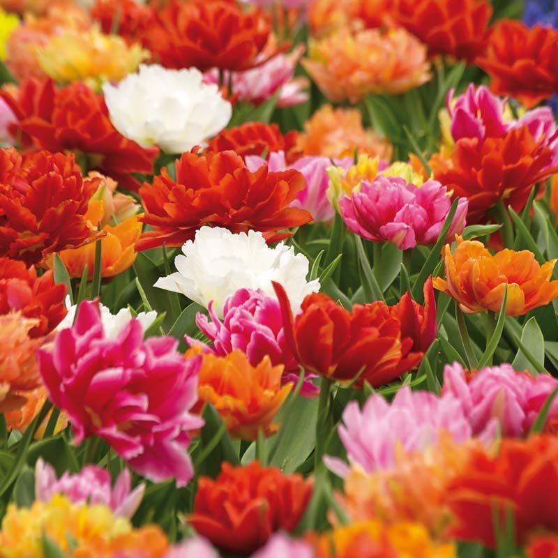 Tulpenmix 'Double Early Mixed'