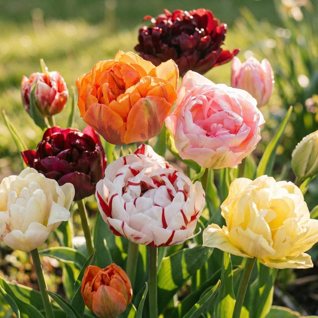 Tulpenmix 'Double Late Mixed'