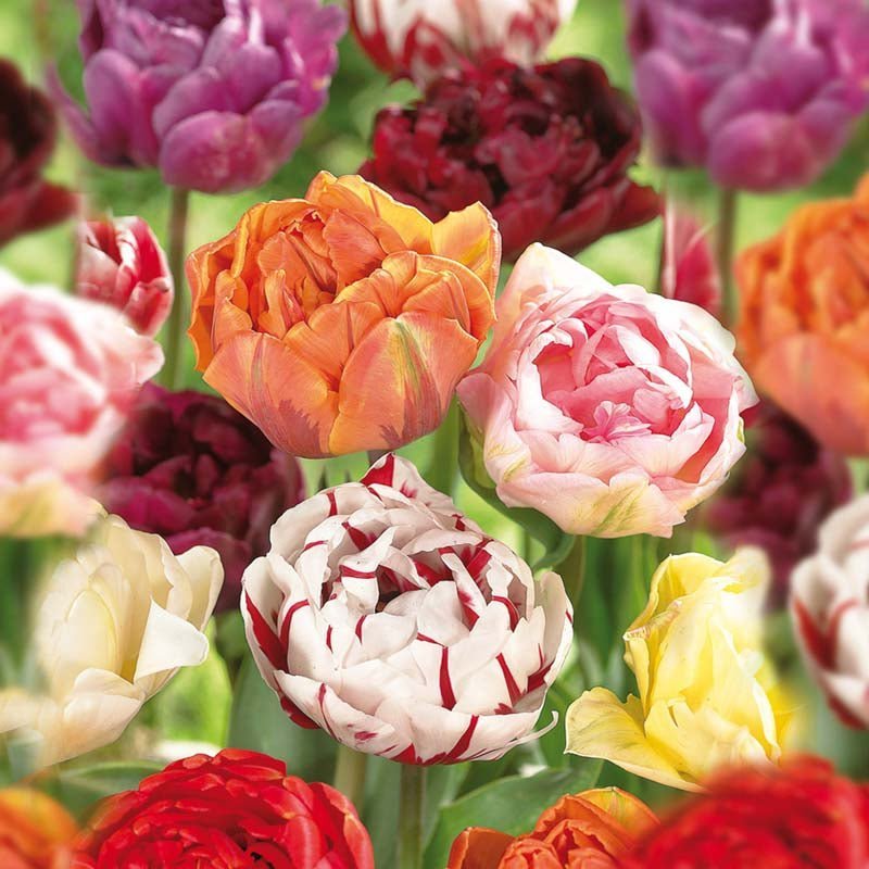 Tulpenmix 'Double Late Mixed'