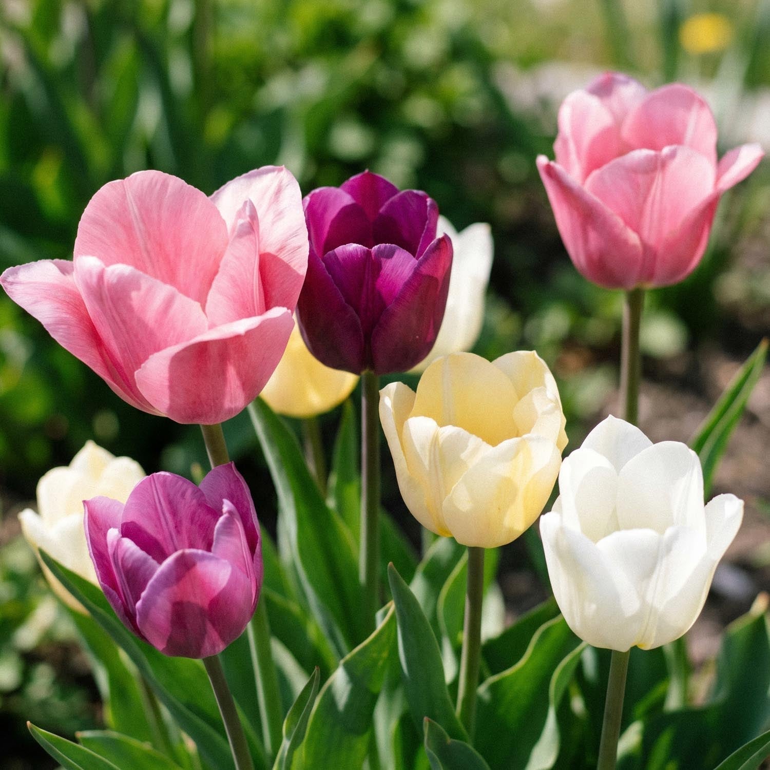 Tulpenmix 'Easter Basket Mixed'