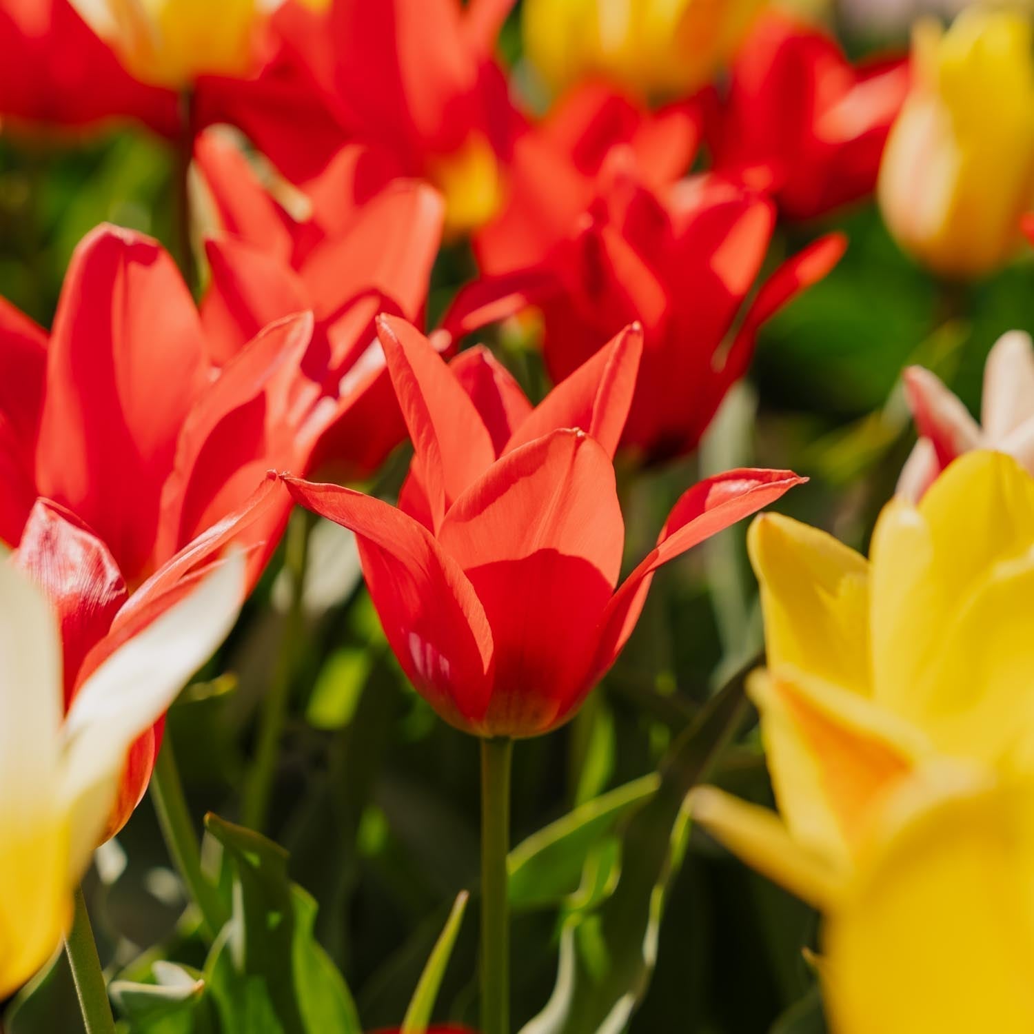 Tulpenmix 'Greigii Mixed'