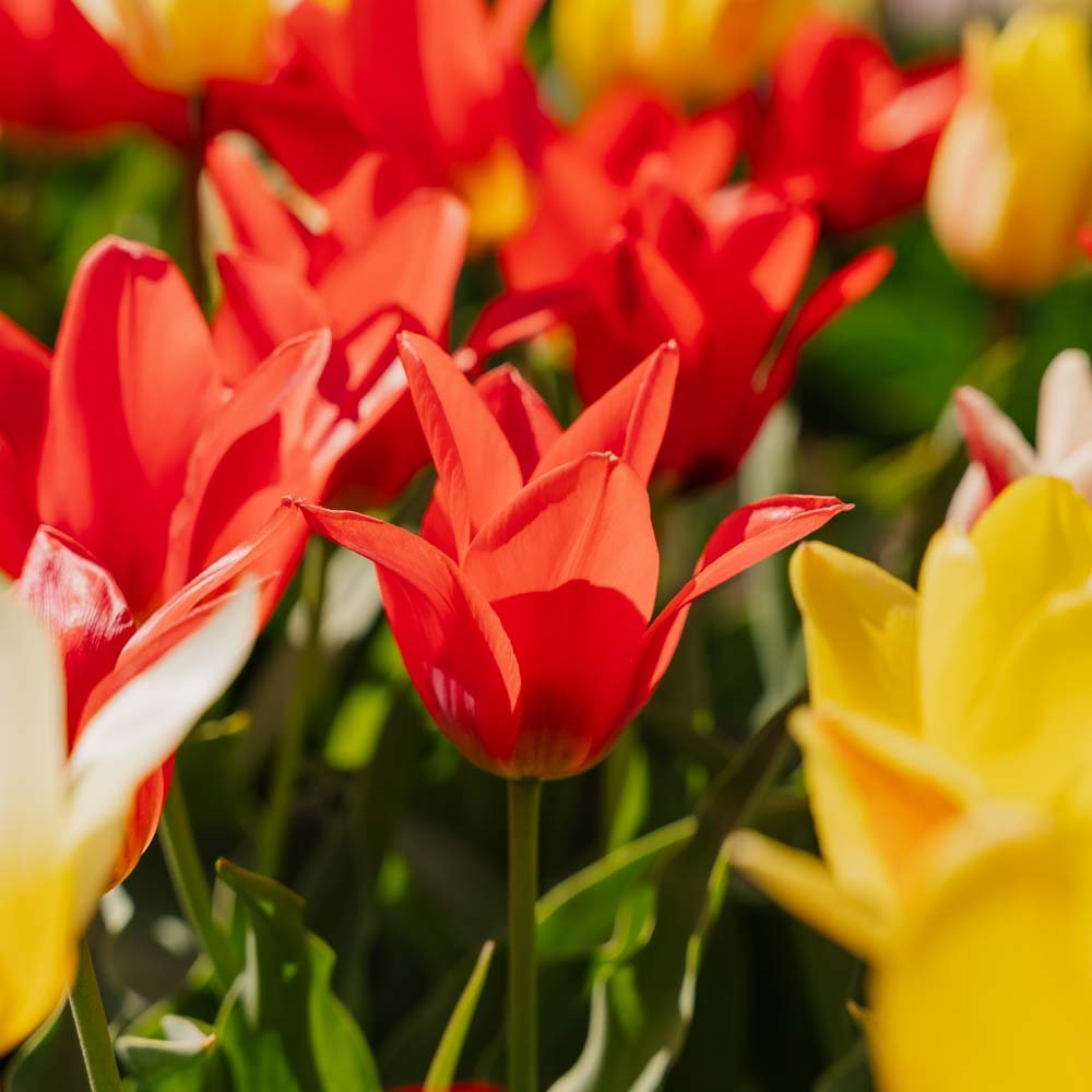 Tulpenmix 'Greigii Mixed'