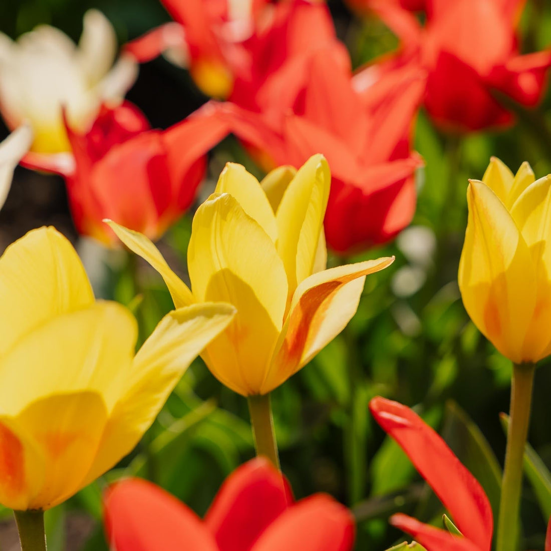 Tulpenmix 'Greigii Mixed'