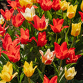 Tulpenmix 'Greigii Mixed'