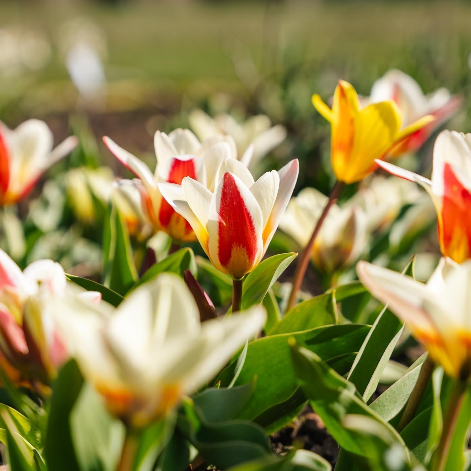 Tulpenmix 'Kaufmanniana Mixed'