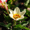 Tulpenmix 'Kaufmanniana Mixed'