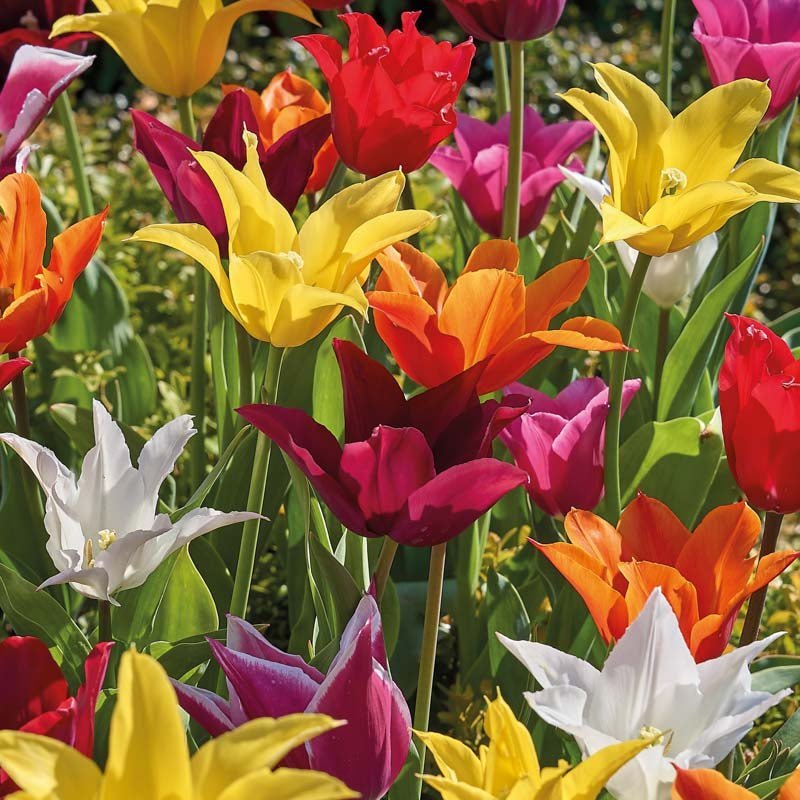 Tulpenmix 'Lily Flowering Mixed'