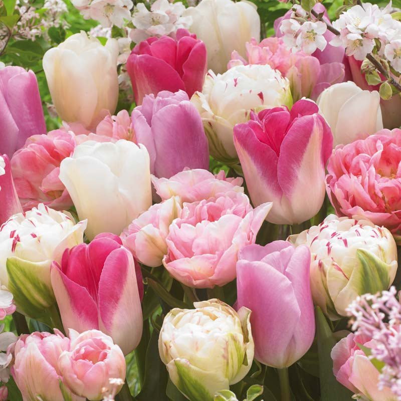 Tulpenmix 'Pink White Mixed'