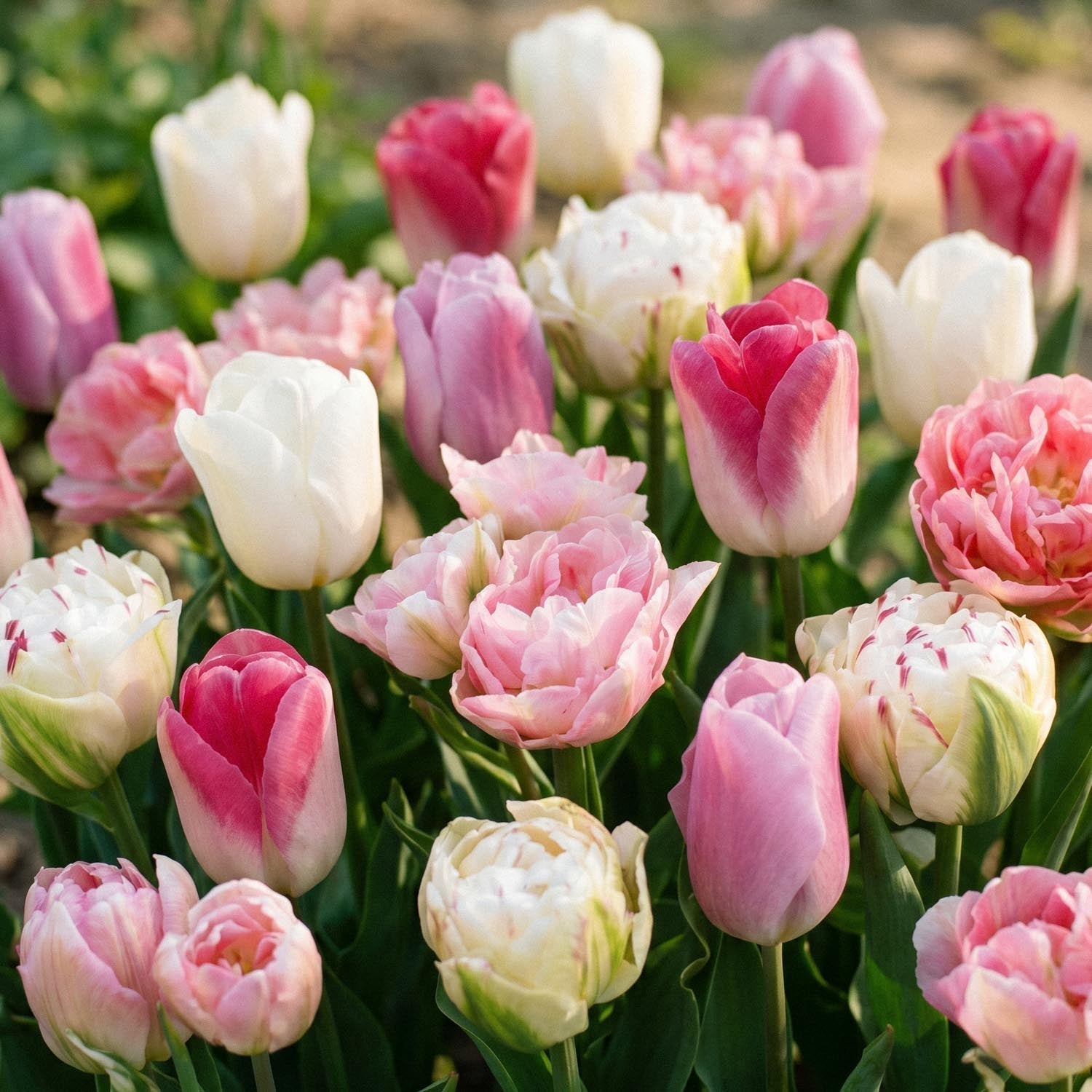 Tulpenmix 'Pink White Mixed'