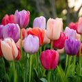 Tulpenmix 'Pride Mixed'