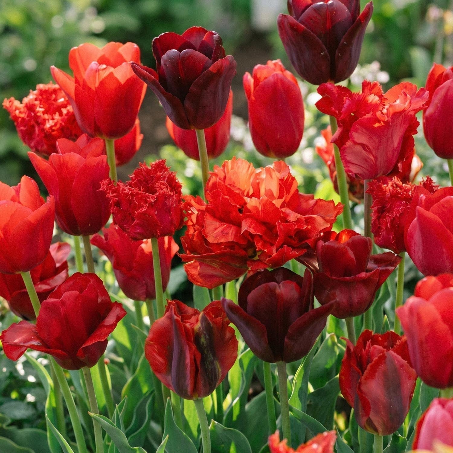 Tulpenmix 'Red Mixed'