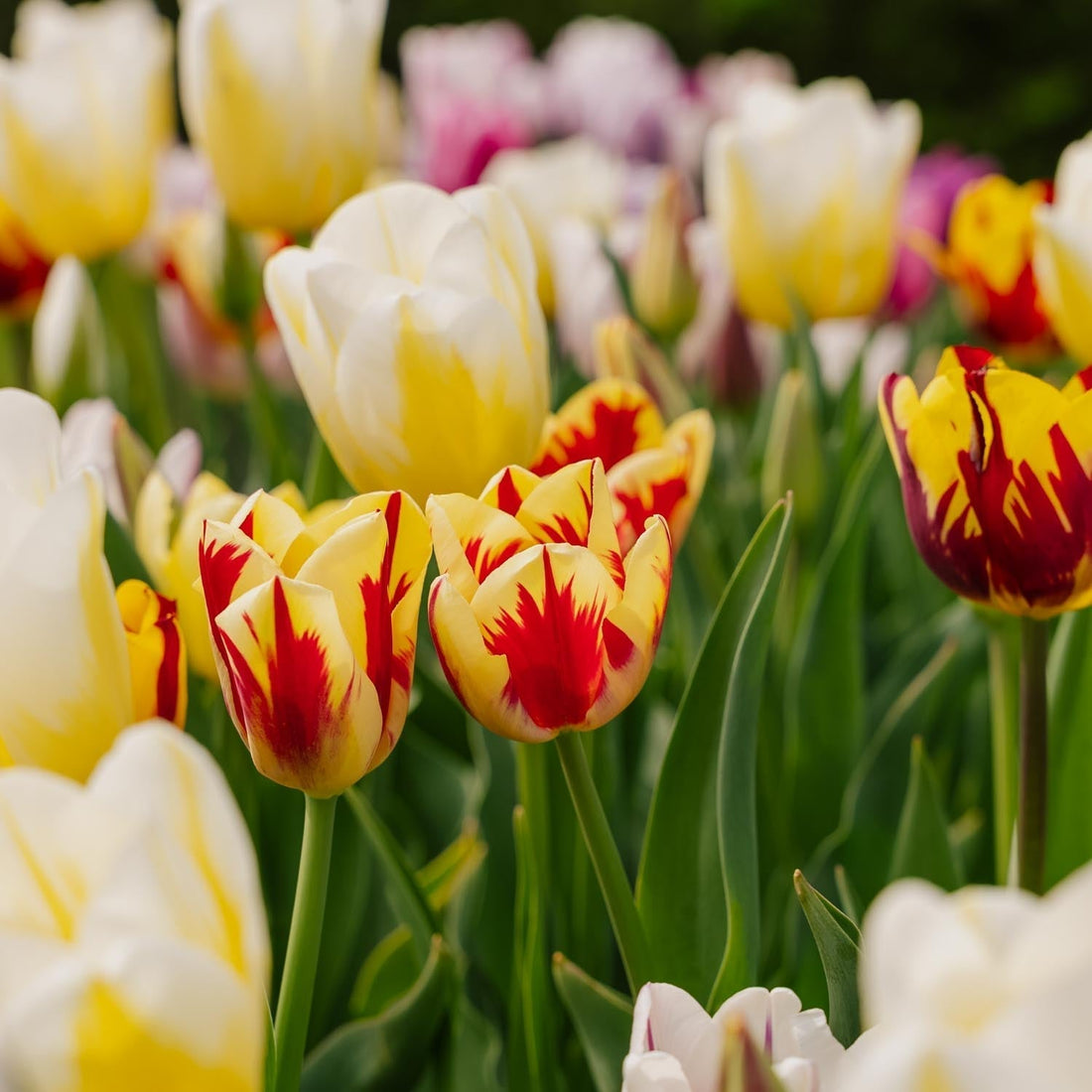 Tulpenmix 'Rembrandt Mixed'