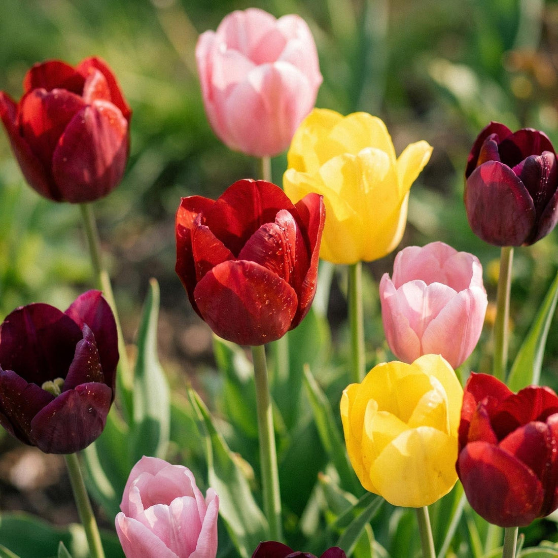Tulpenmix 'Single Late Combi' Mixed