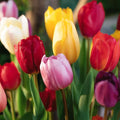 Tulpenmix 'Single Late Combi' Mixed