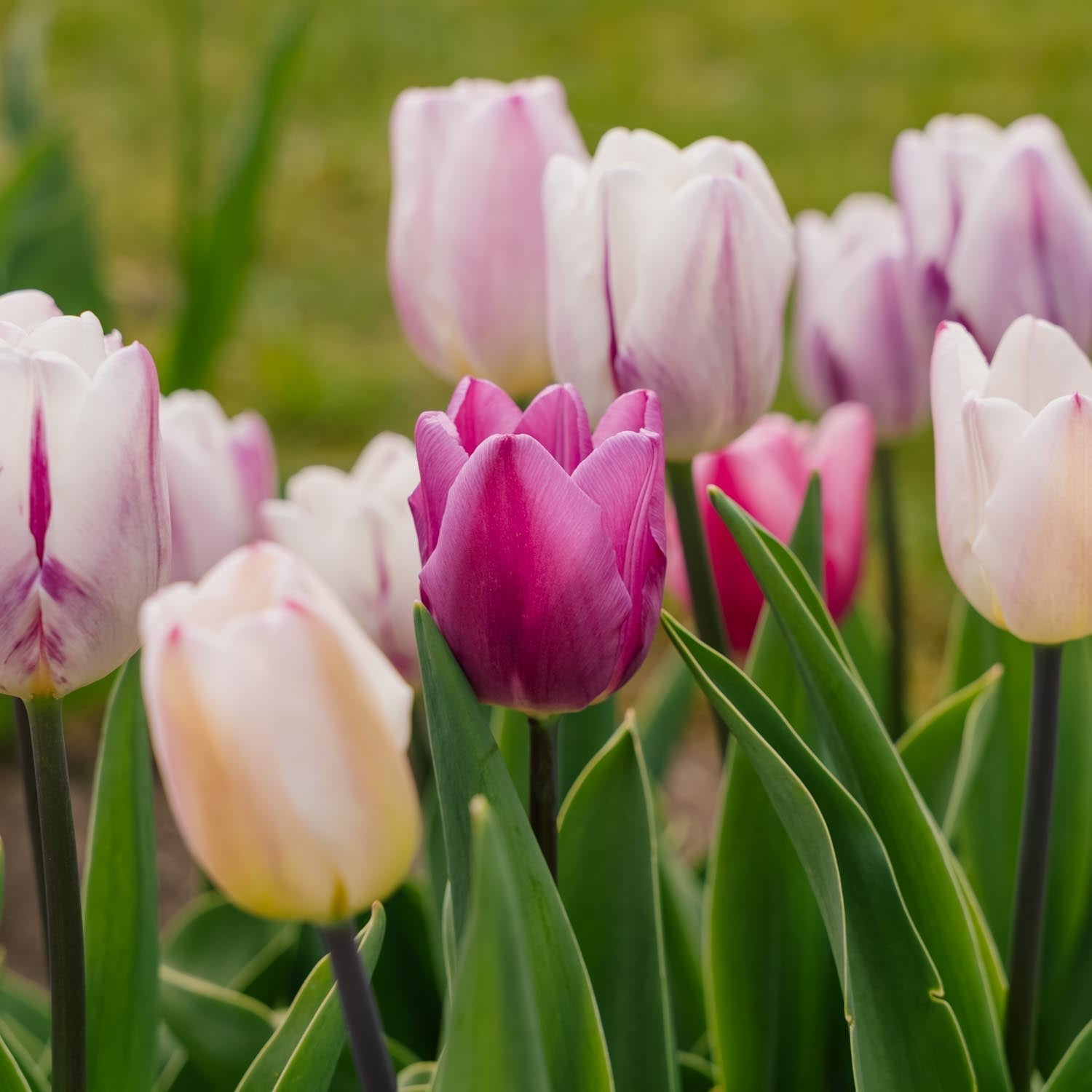 Tulpenmix 'Triumph Flag Mixed'