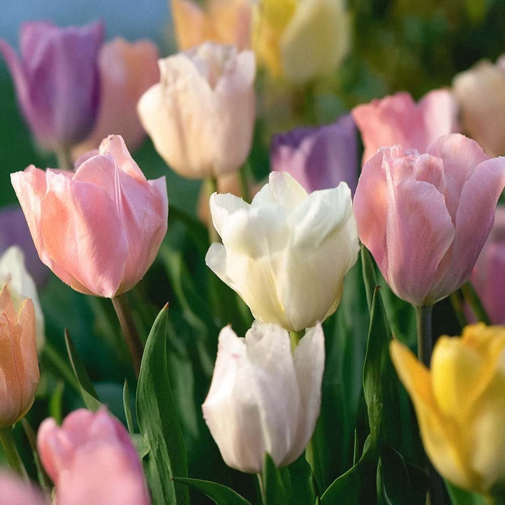 Tulpenmix 'Triumph Pastel Mix'