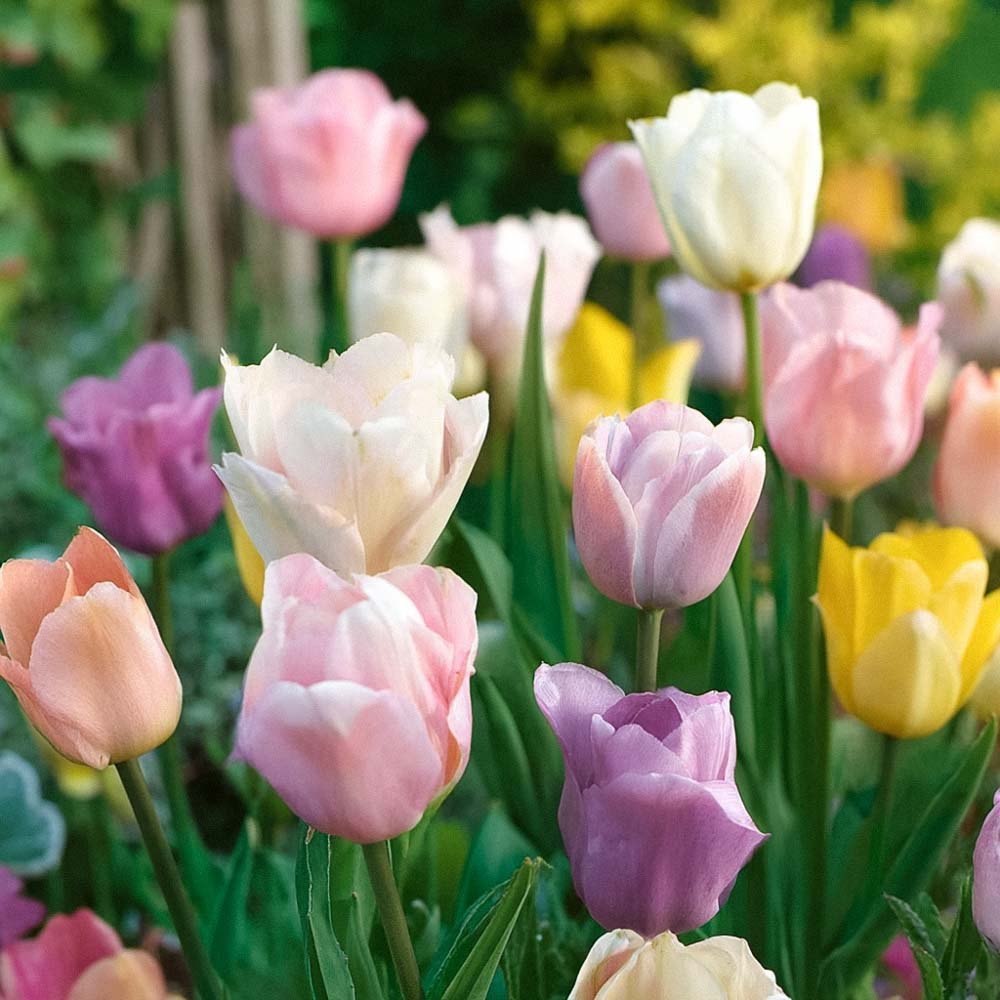 Tulpenmix 'Triumph Pastel Mix'