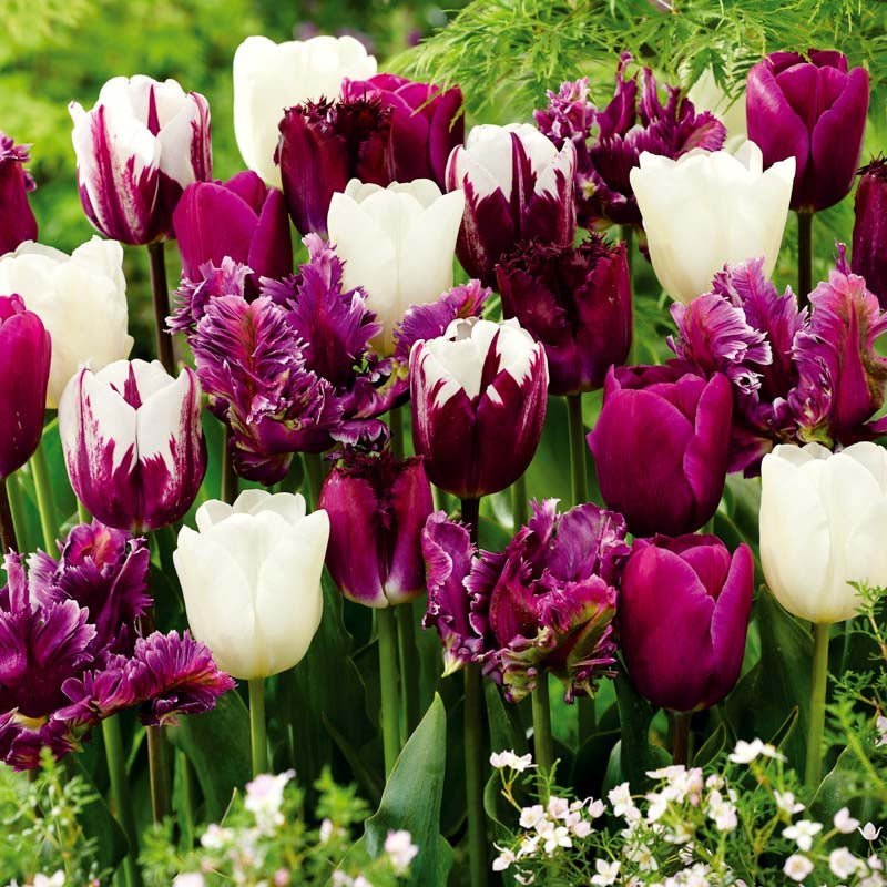 Tulpenmix 'Violet Lilac Mixed'