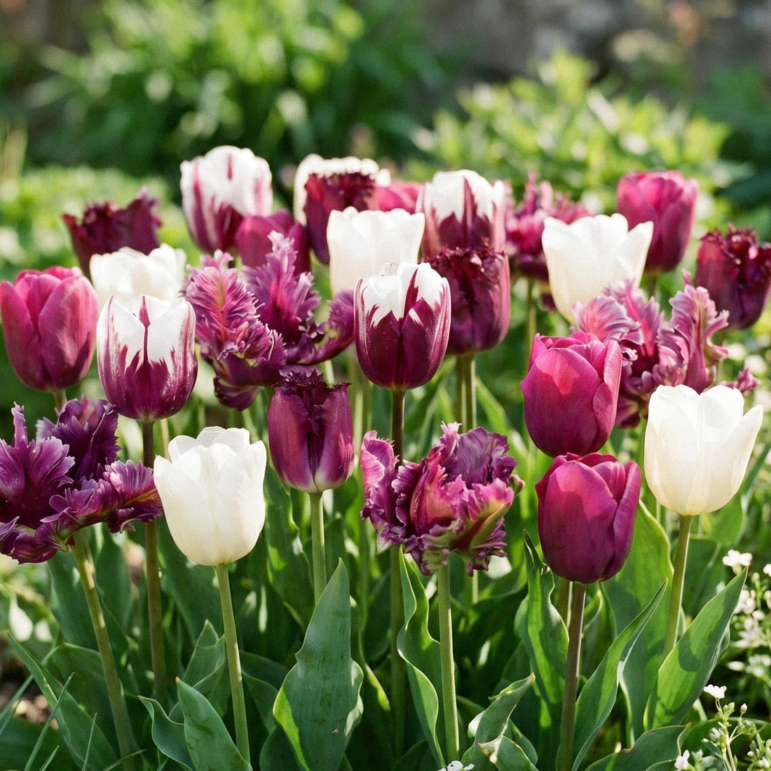 Tulpenmix 'Violet Lilac Mixed'