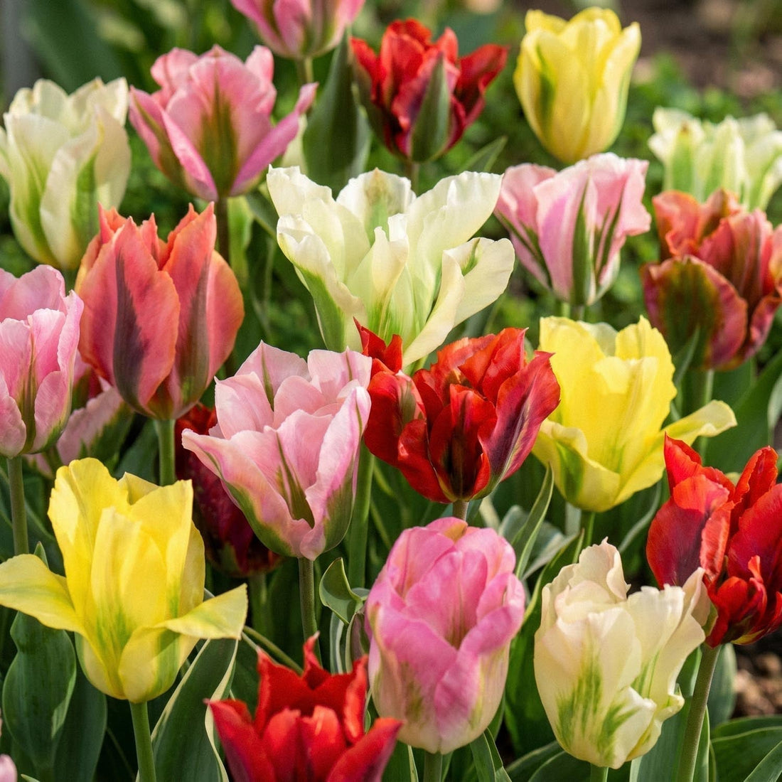 Tulpenmix 'Viridiflora Mixed'