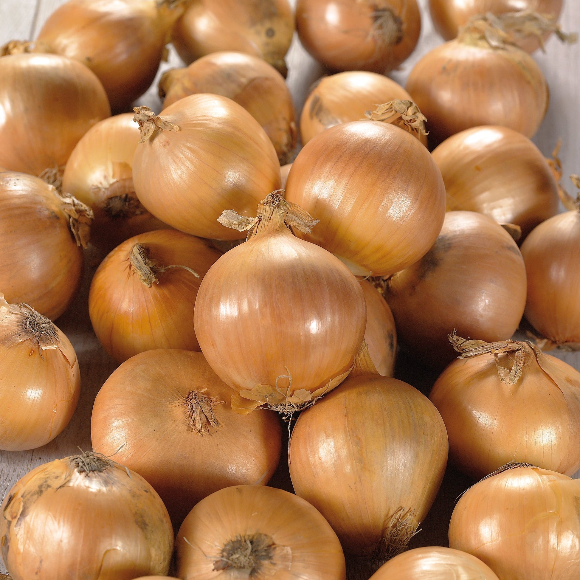 Ui 'Stuttgarter Riesen'