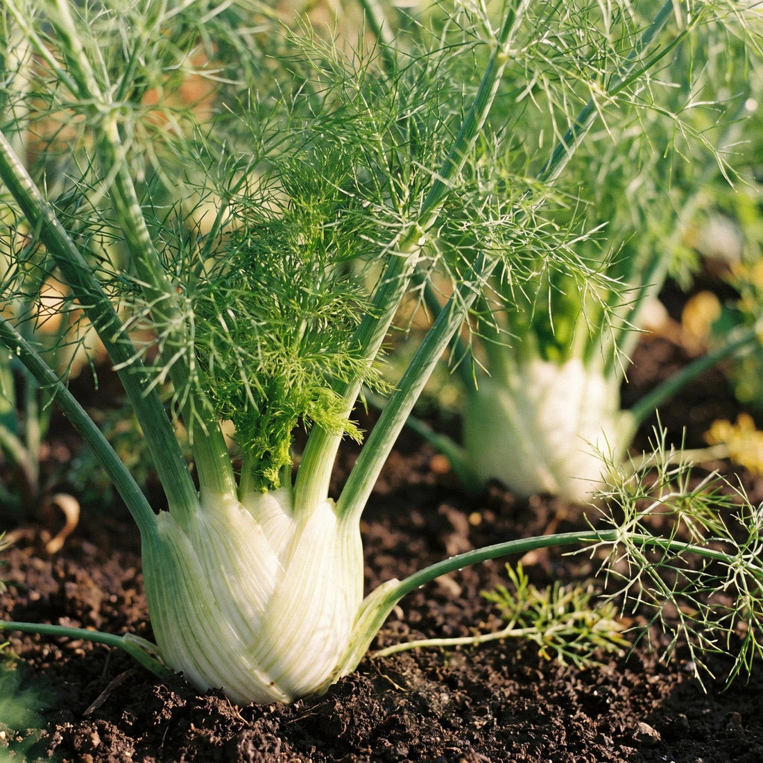 Venkel zaden 'Fino' - 40 biologische zaden