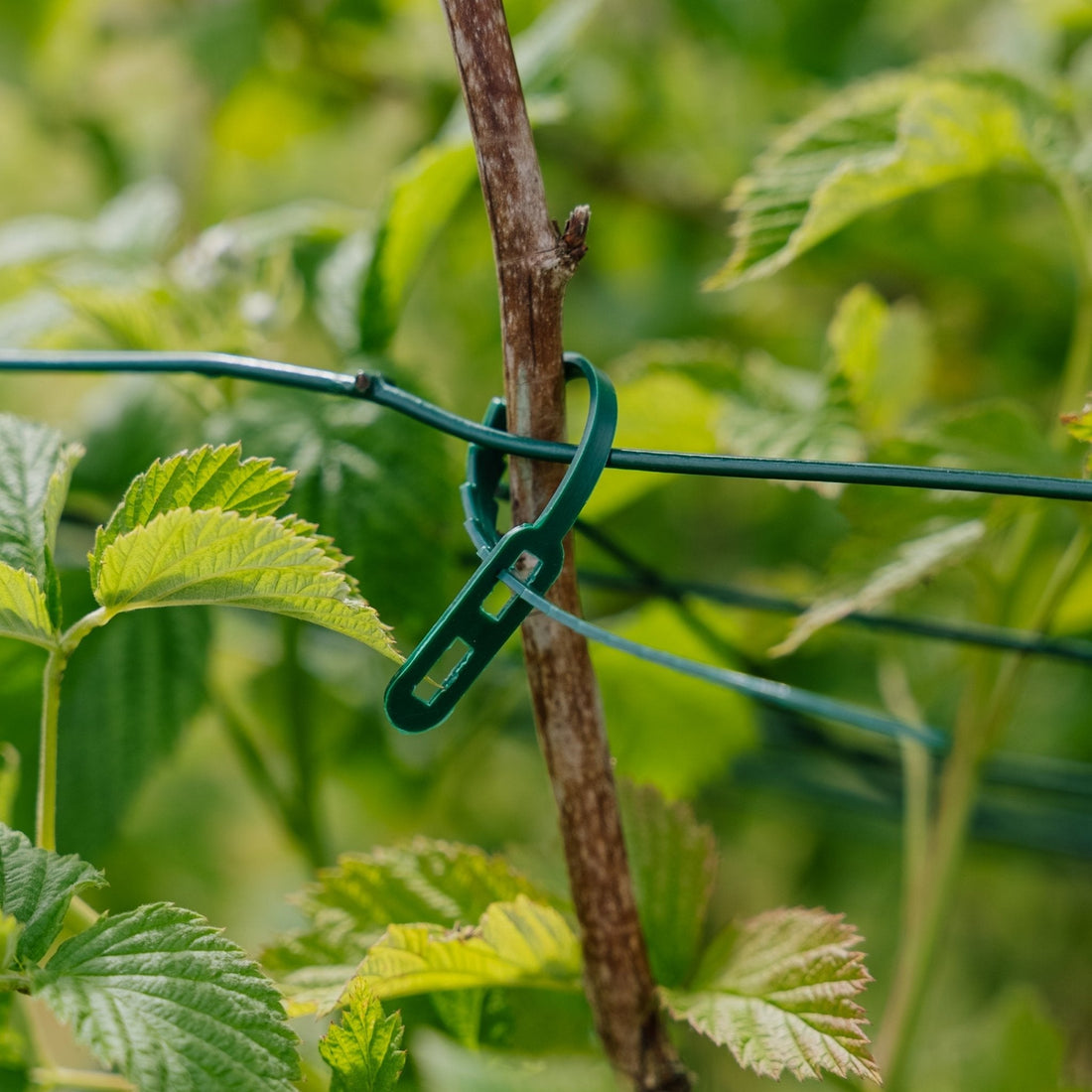 Verstelbare plantenbanden, 50 stuks.