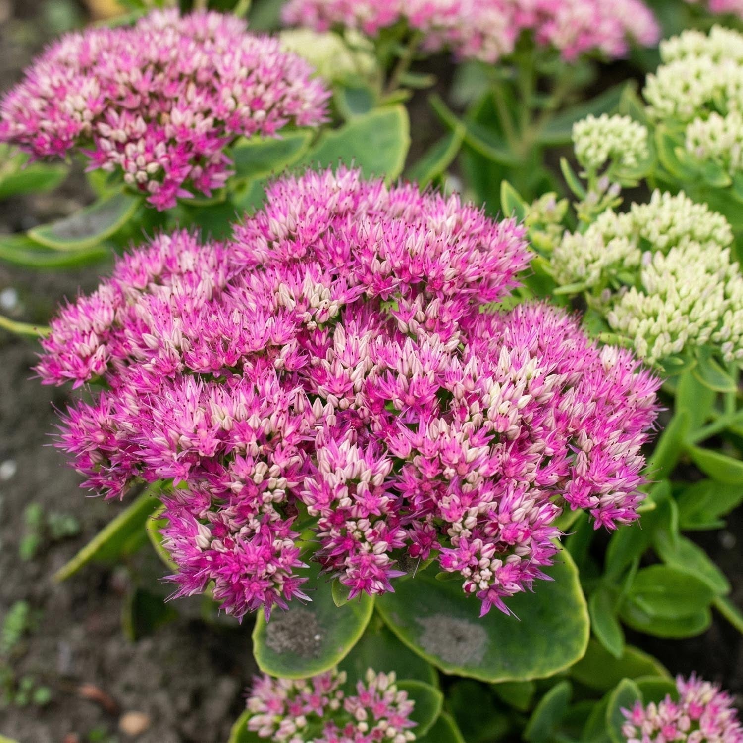 Vetkruid, Sedum 'Brillant'