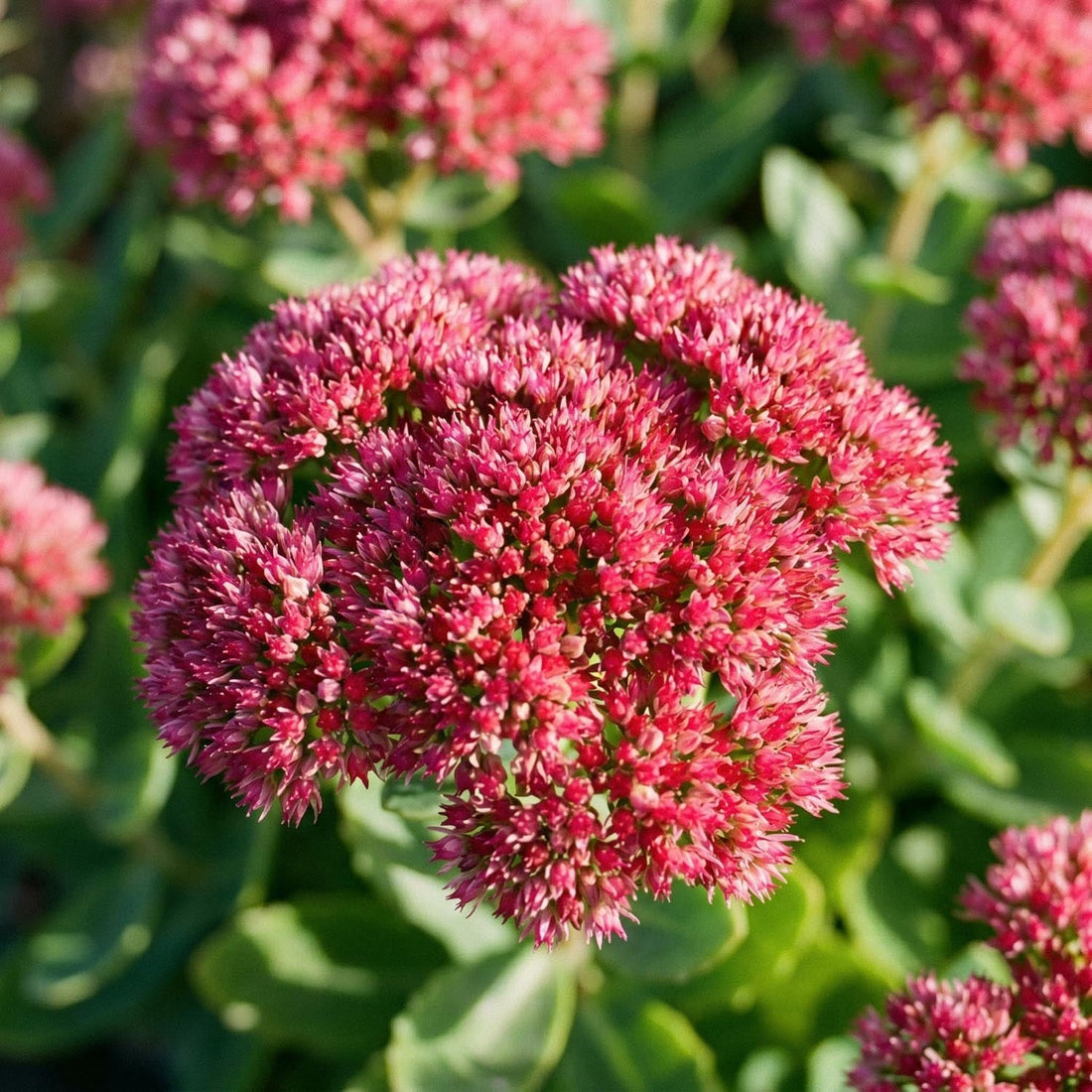 Vetkruid, Sedum 'Herbstfreude'