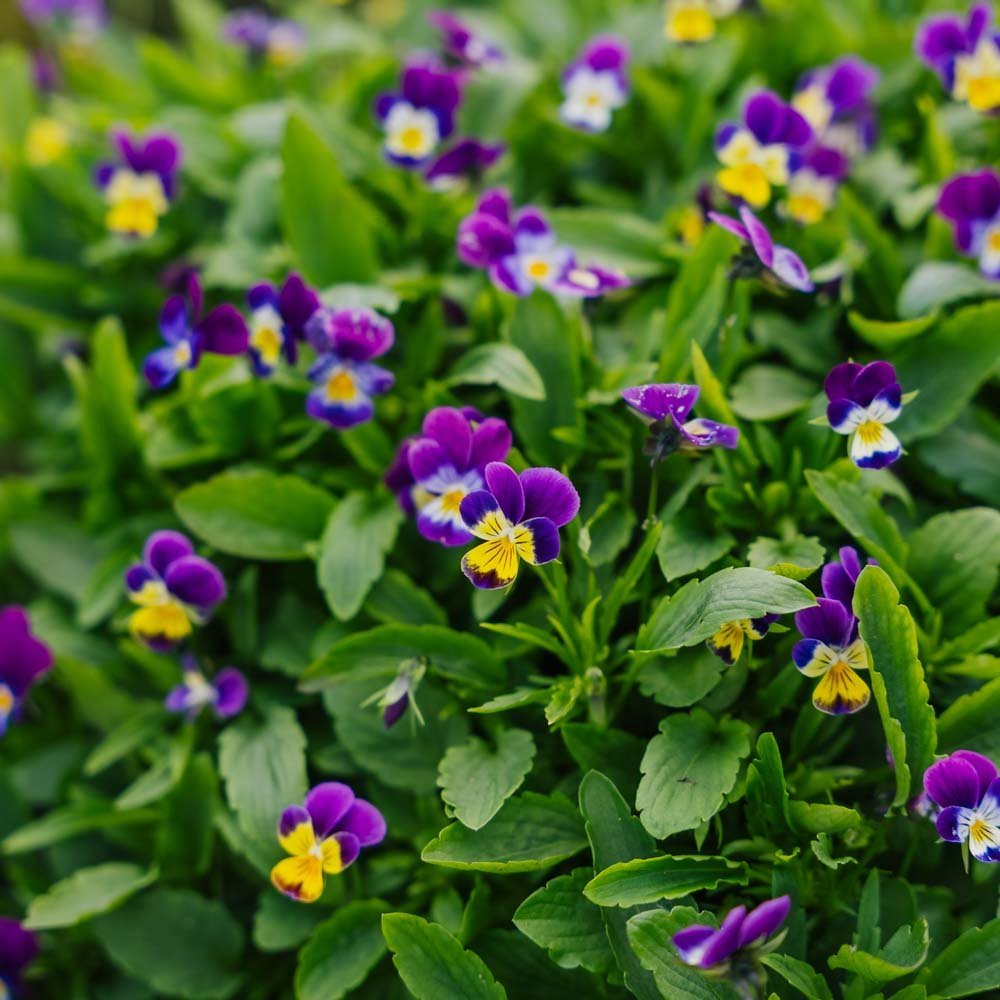 Viooltjeszaden - 100 biologische zaden