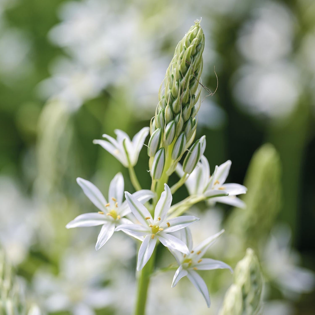Vogelmelk, Ornithogalum 'Sochi'