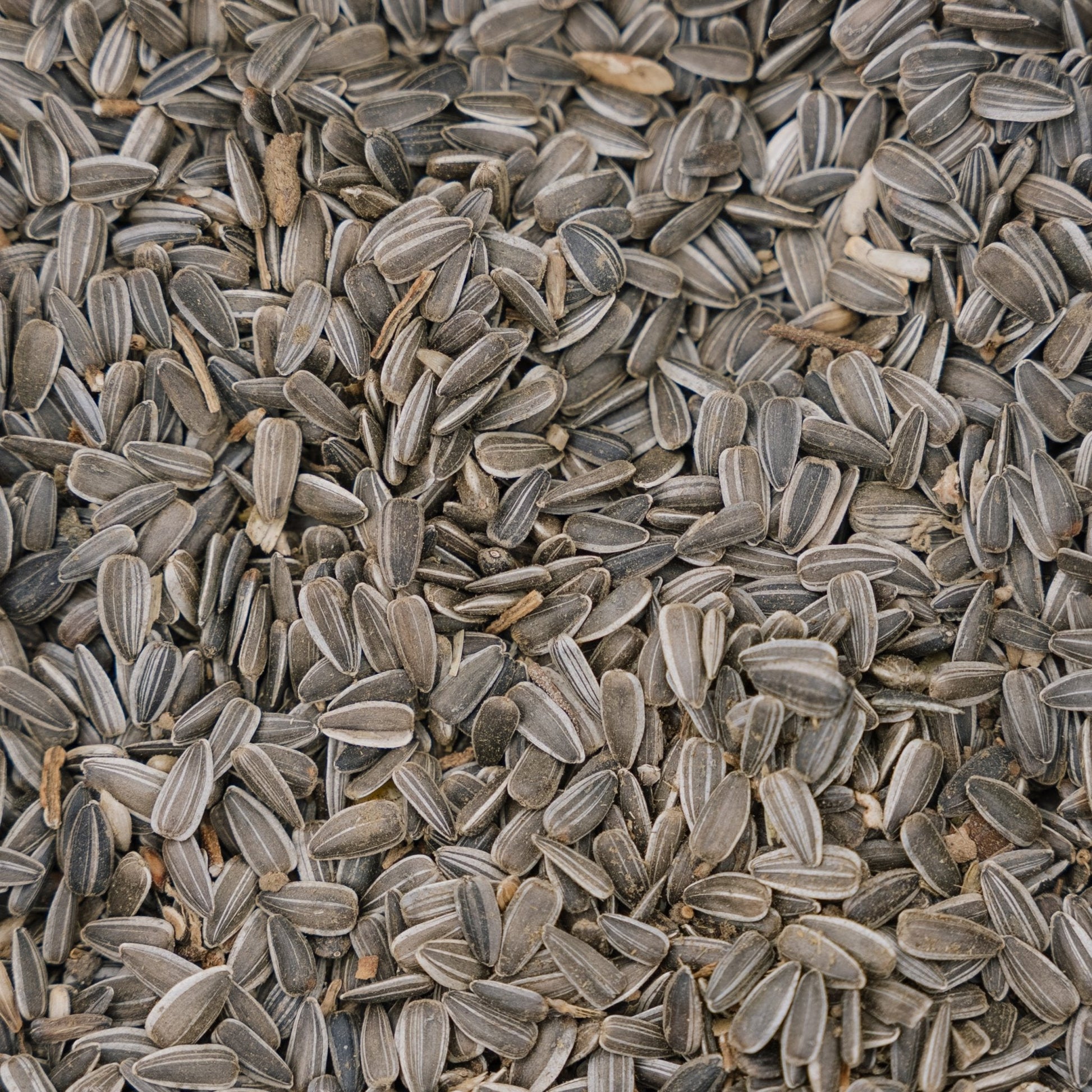 Vogelvoer, Zonnebloem natuurlijk, 5 L